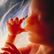 Illustration for article titled An Abridged History Of The Imagery Of The Human Embryo
